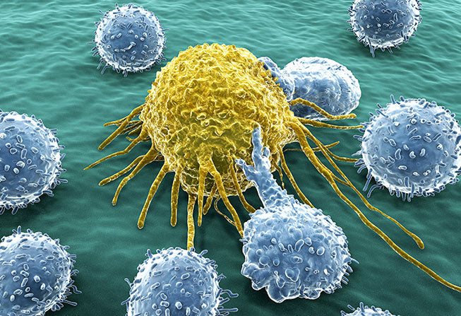 The Importance of Natural Killer Cells in Cancer Immunology