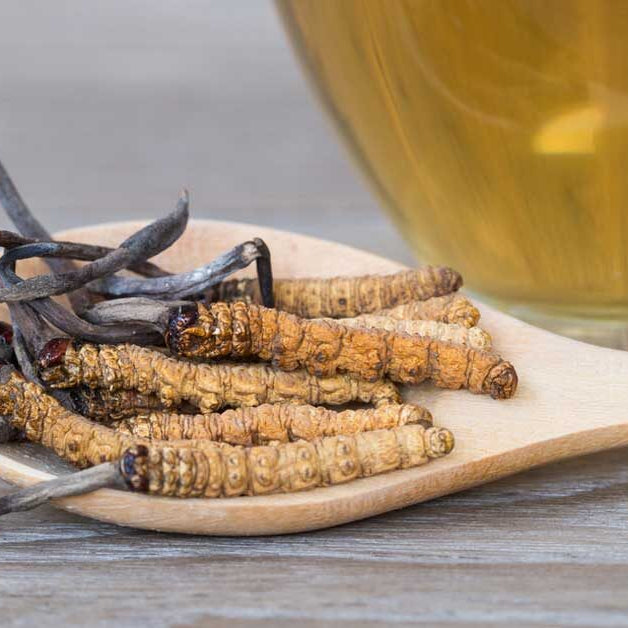 CORDYCEPS for cancer support and immune modulation ( & my personal experience)