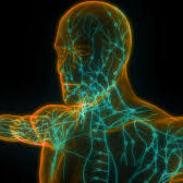 A Healthy Lymphatic System: Why it is critical for our health.