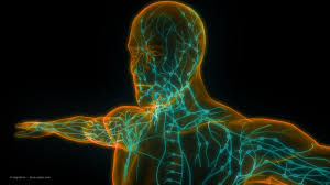 A Healthy Lymphatic System: Why it is critical for our health.